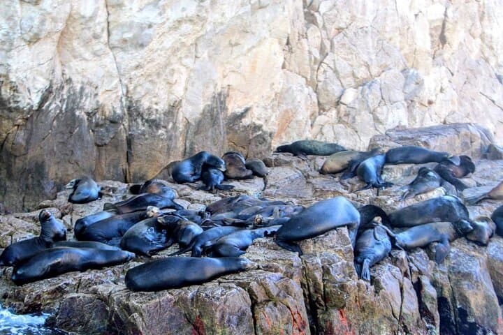 Cabo San Lucas Snorkeling and Whale Watching: Half-Day Boat Tour photo 4