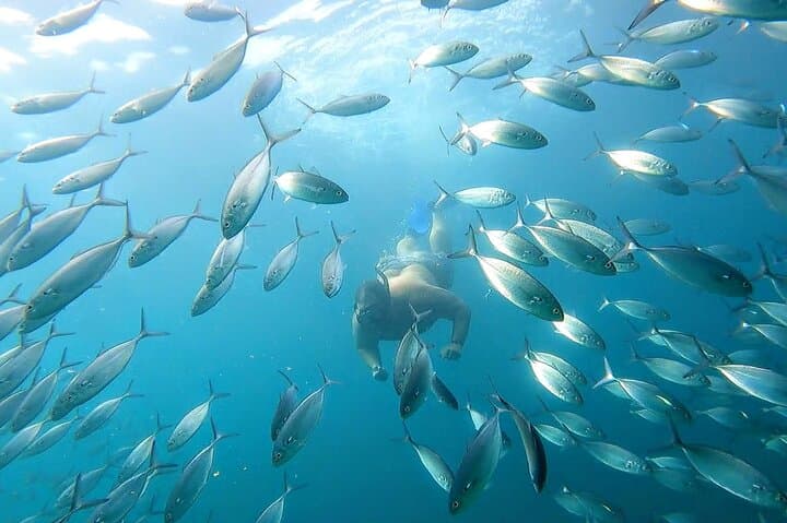 Cabo San Lucas Snorkeling and Whale Watching: Half-Day Boat Tour
