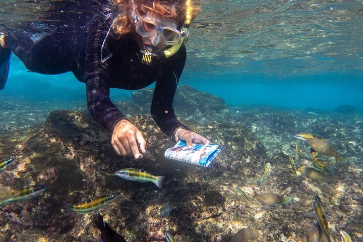 Guided Snorkel Experience in Lanzarote — Papagayo Snorkeling Tour