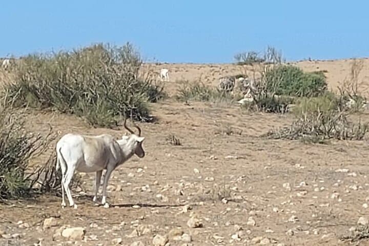 Souss Massa National Park Half-Day Wildlife Safari from Agadir photo 4