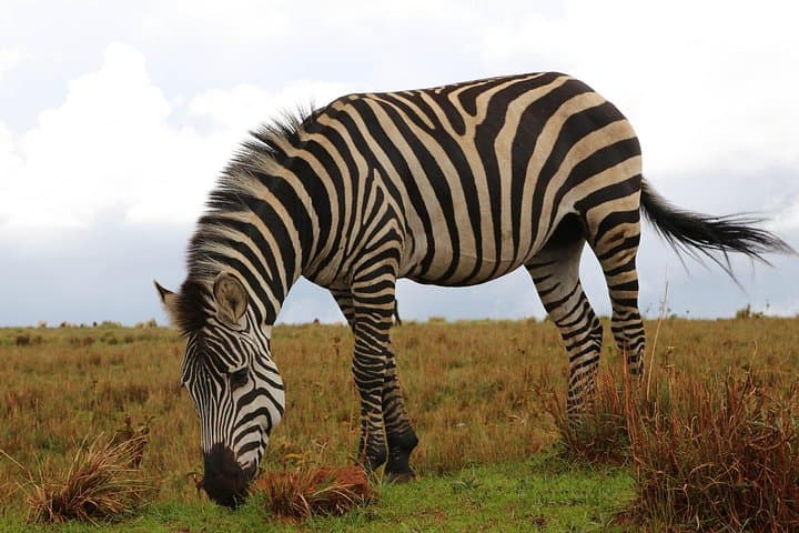 3-Day Budget Safari: Tarangire, Lake Manyara & Ngorongoro Crater photo 3