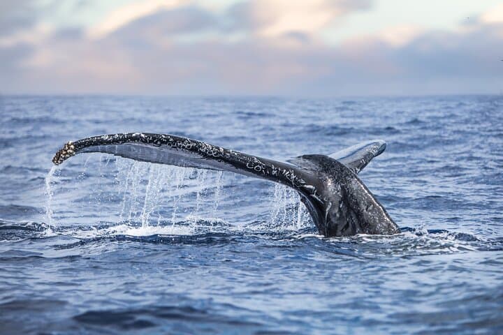 Kohola Whale Watching Excursion: Intimate Humpback Watching Off Kona photo 4