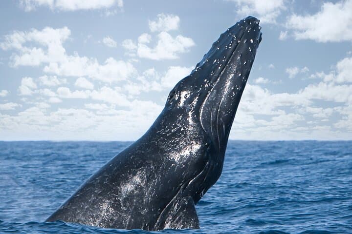 Kohola Whale Watching Excursion: Intimate Humpback Watching Off Kona photo 2