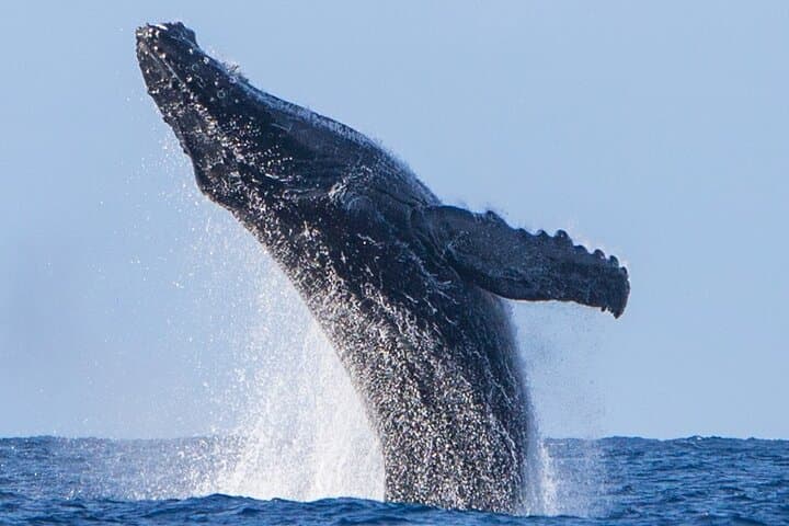 Kohola Whale Watching Excursion: Intimate Humpback Watching Off Kona photo 3