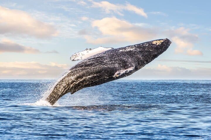 Kohola Whale Watching Excursion: Intimate Humpback Watching Off Kona