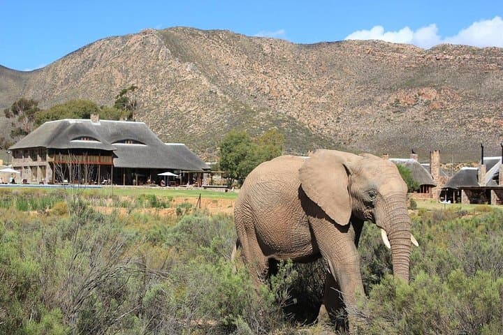 Cape Town to Inverdoorn Overnight Safari: Big Five Lodge Experience photo 4