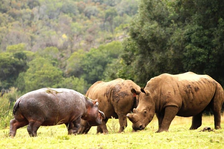 Cape Town to Inverdoorn Overnight Safari: Big Five Lodge Experience photo 5