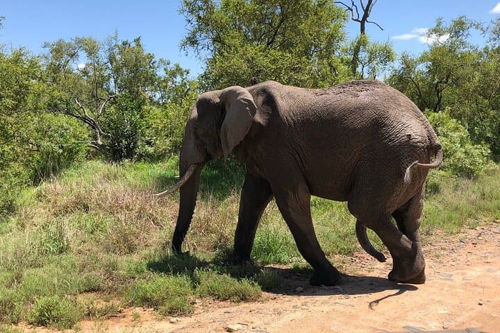 Kruger National Park Full-Day Safari from Maputo — Big Five in One Day photo 6