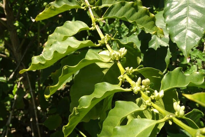 Explore Europe's Only Coffee Farm: Guided Visit to the Northernmost Coffee Plantation photo 4