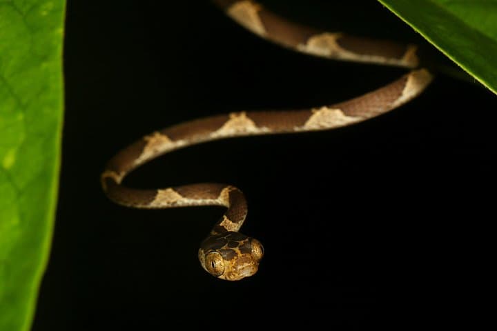 Night Tour with Tracie the Bug Lady — Drake Bay Nocturnal Rainforest Walk photo 3