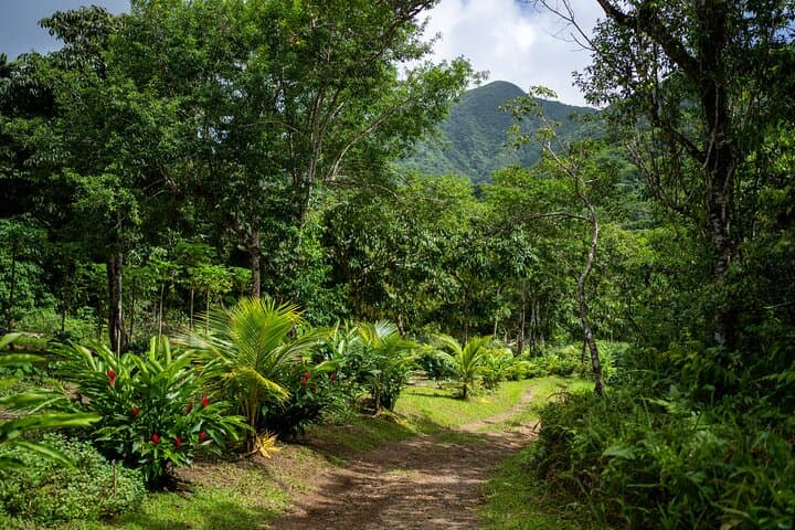 Liamuiga Natural Farm Tour: St. Kitts Rainforest Coffee & Farm-to-Table Experience