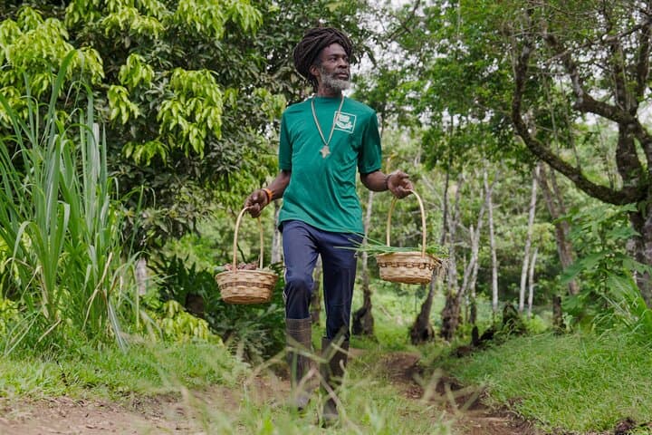 Liamuiga Natural Farm Tour: St. Kitts Rainforest Coffee & Farm-to-Table Experience photo 2