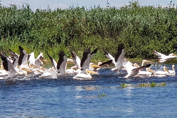 4-Day Danube Delta Expedition: Sulina, Letea Forest & Black Sea Coast photo 2