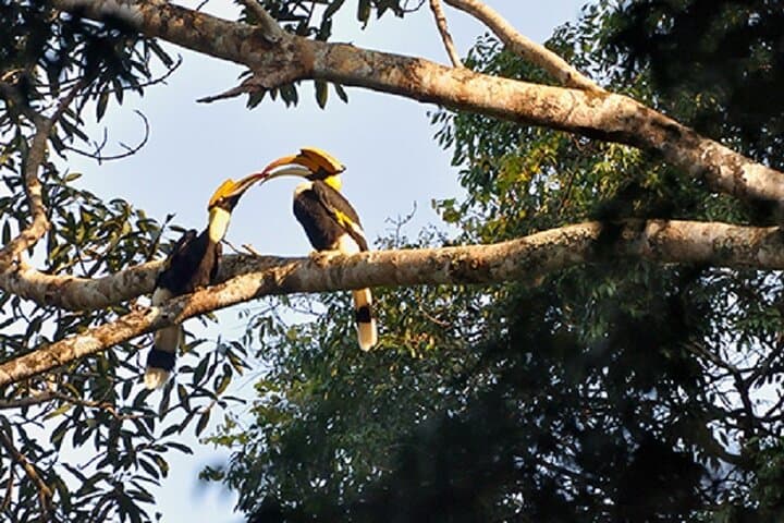 Khao Sok Jungle Trek and Canoe Day Trip from Khao Lak photo 2