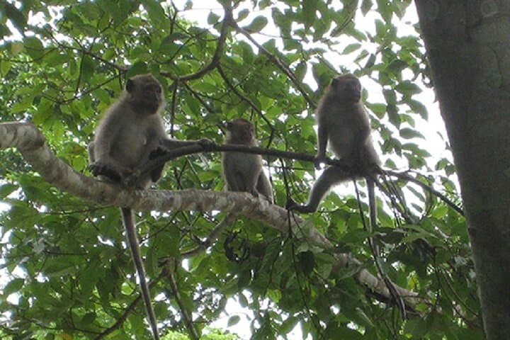 Khao Sok Jungle Trek and Canoe Day Trip from Khao Lak photo 5