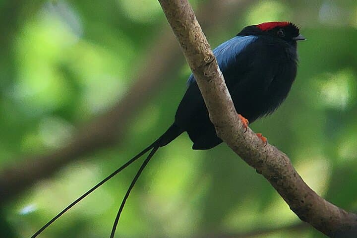 Curicancha Birdwatching Tour — Monteverde Resplendent Quetzal & Hummingbirds photo 3