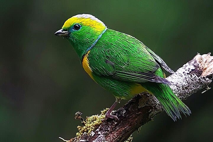 Curicancha Birdwatching Tour — Monteverde Resplendent Quetzal & Hummingbirds photo 6