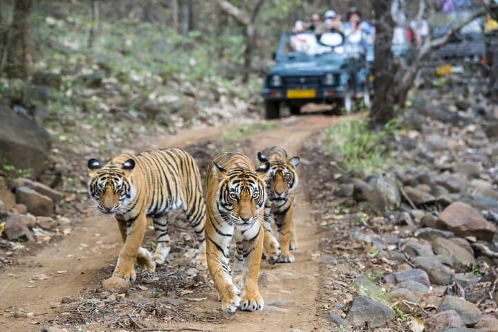 Ranthambore Tiger Safari: Private Full-Day Tour from Jaipur