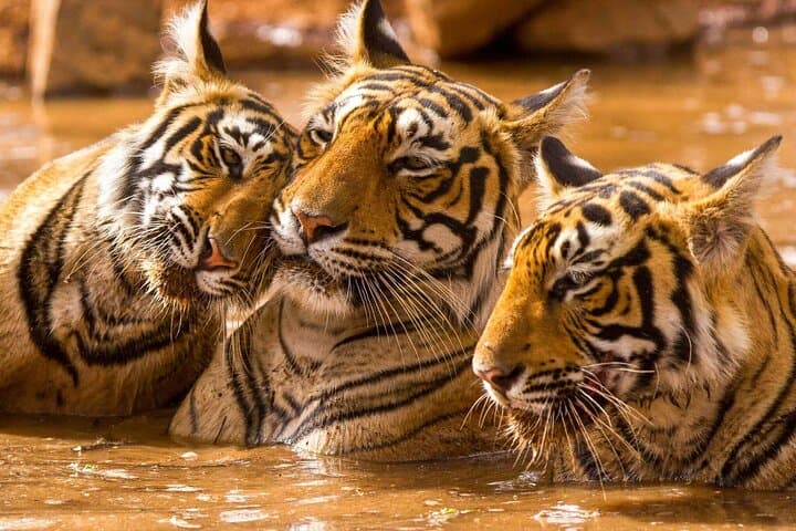 Ranthambore Tiger Safari: Private Full-Day Tour from Jaipur photo 2