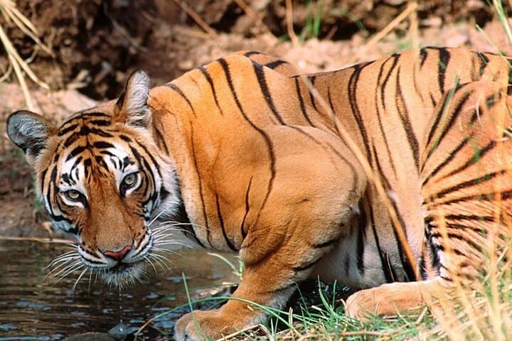 Ranthambore Tiger Safari: Private Full-Day Tour from Jaipur photo 4
