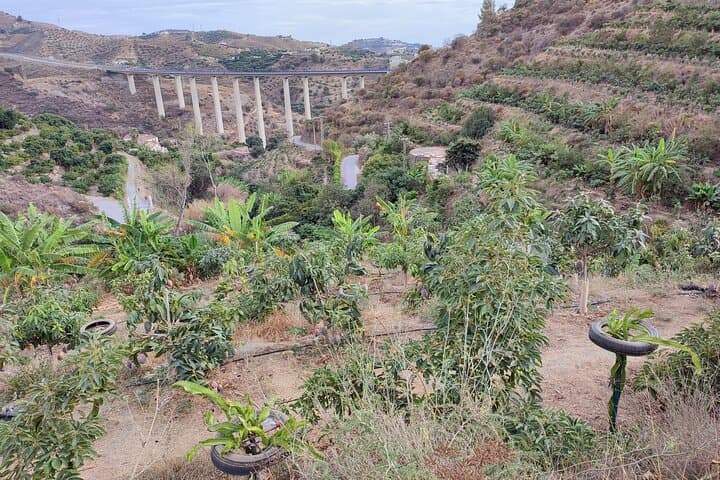 Explore Europe's Only Coffee Farm: Guided Visit to the Northernmost Coffee Plantation photo 5