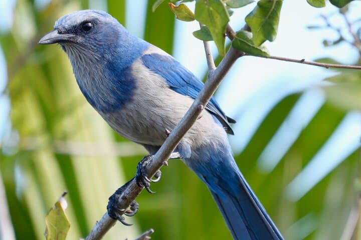 Birding and Wildlife Tour at Jonathan Dickinson State Park — Treasure Coast Wildlife Guide photo 1