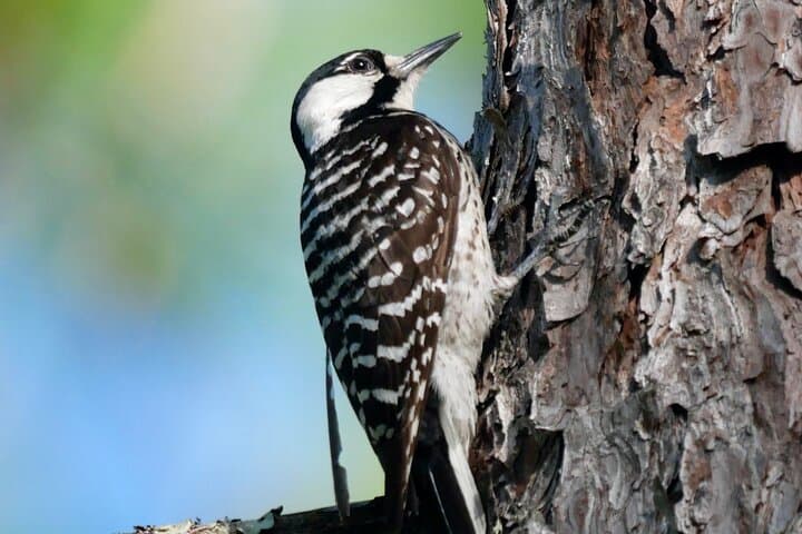 Birding and Wildlife Tour at Jonathan Dickinson State Park — Treasure Coast Wildlife Guide photo 3