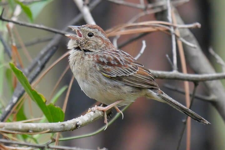 Birding and Wildlife Tour at Jonathan Dickinson State Park — Treasure Coast Wildlife Guide photo 4