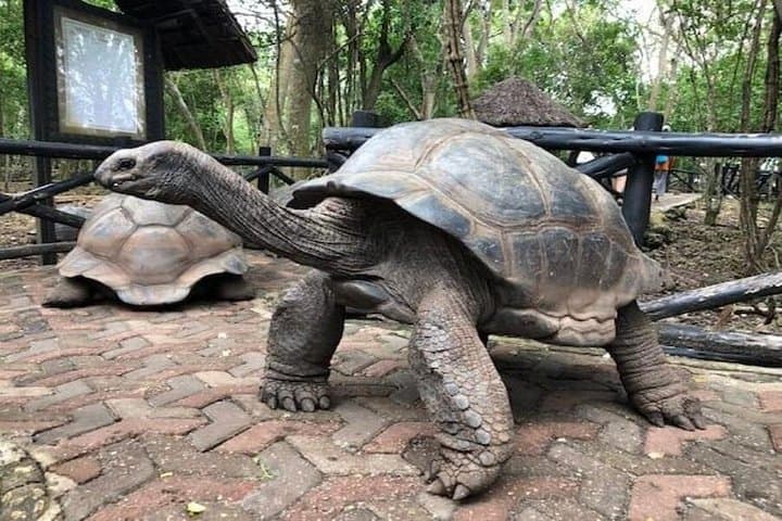 Prison Island & Stone Town Day Tour — Tortoises, Ruins and Zanzibar Heritage photo 1