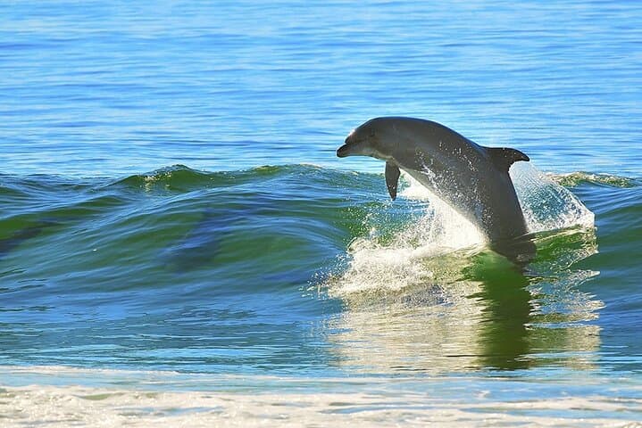 Dolphin Sightseeing Cruise from St. Pete Pier — 2-Hour Tampa Bay Wildlife Tour