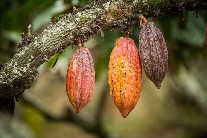 Private Luxury Cacao Hacienda Experience from Guayaquil photo 5