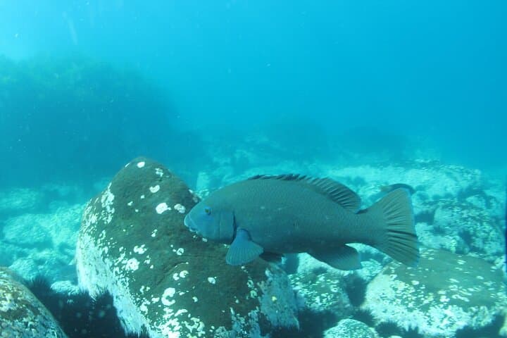 Batemans Bay Kayak Snorkel: 3-Hour Guided Sea Kayaking & Snorkeling Adventure photo 2