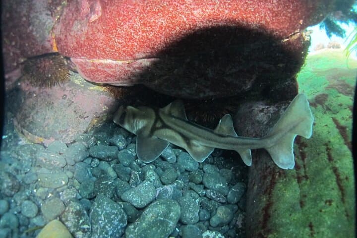 Batemans Bay Kayak Snorkel: 3-Hour Guided Sea Kayaking & Snorkeling Adventure photo 4