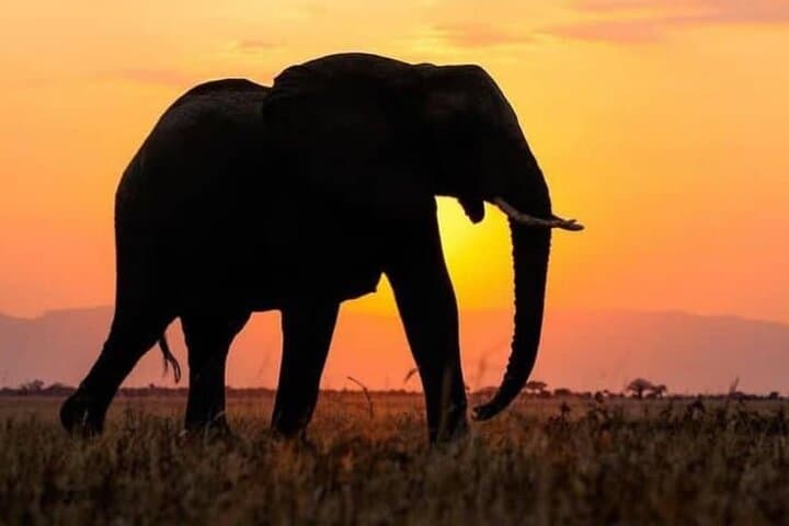 5-Day Private Kidepo Valley Safari: Narus Valley Wildlife & Karamojong Culture