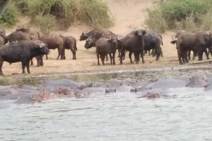 5-Day Private Kidepo Valley Safari: Narus Valley Wildlife & Karamojong Culture photo 2