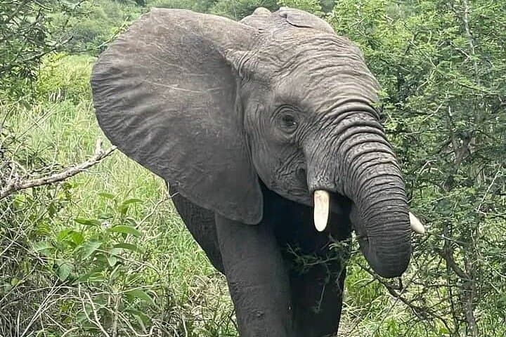 5-Day Private Kidepo Valley Safari: Narus Valley Wildlife & Karamojong Culture photo 3