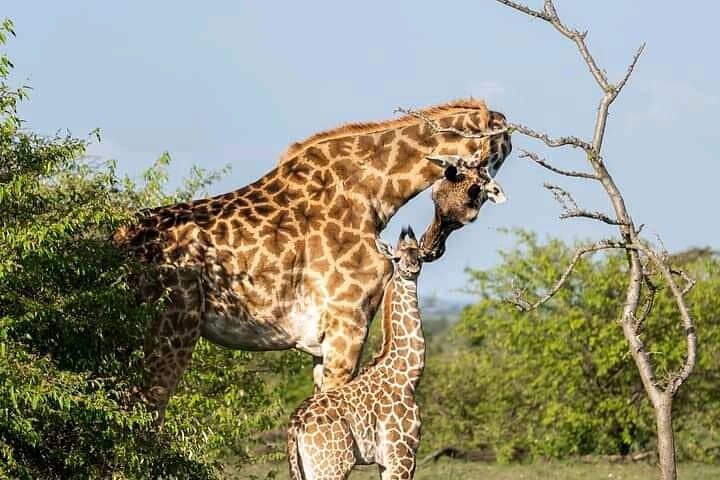5-Day Private Kidepo Valley Safari: Narus Valley Wildlife & Karamojong Culture photo 4