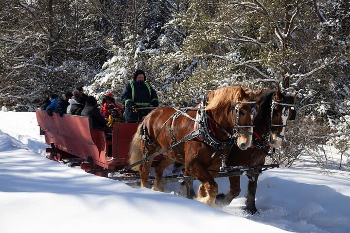 Tremblant Sleighride: Horse-Drawn Evening Ride with Hot Chocolate photo 3