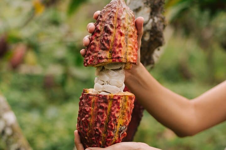 Private Luxury Cacao Hacienda Experience from Guayaquil photo 4