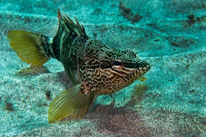 Guided Snorkel Experience in Lanzarote — Papagayo Snorkeling Tour photo 5