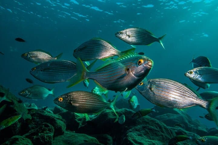 Guided Snorkel Experience in Lanzarote — Papagayo Snorkeling Tour photo 6