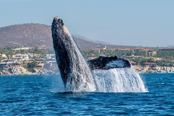 Cabo San Lucas Zodiac Whale Watching with Hydrophone and Free Photos photo 2