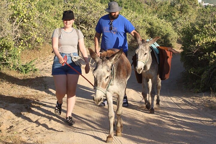 Sunset Pacific Donkey Hiking Tour at Rancho Carisuva — Donkey-Led Hike Near San José del Cabo photo 3