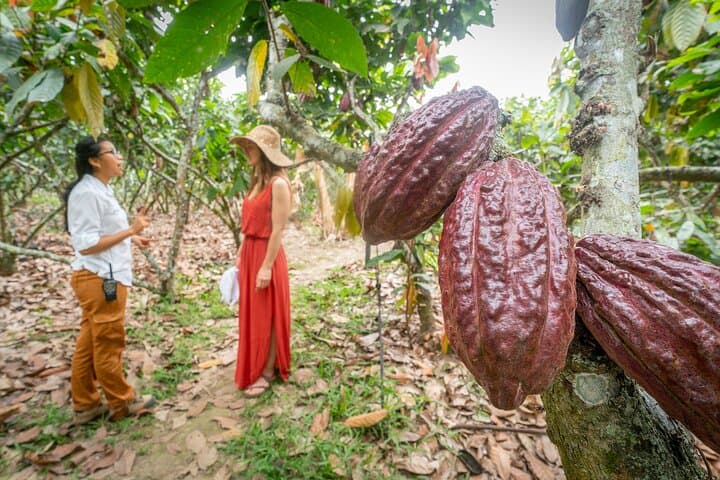 Private Luxury Cacao Hacienda Experience from Guayaquil