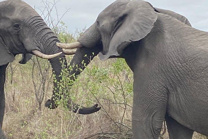 3-Day Kruger Safari from Johannesburg with Blyde River Canyon & Camping