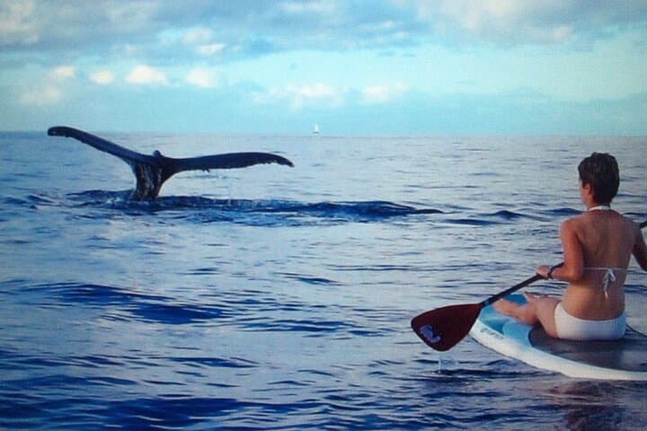 Private SUP Whale Watch in Makena: Paddleboard Humpback Tours Near Wailea photo 3