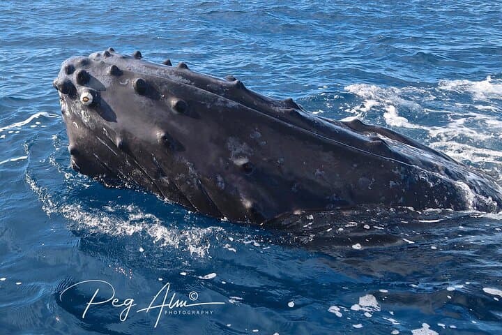 Private SUP Whale Watch in Makena: Paddleboard Humpback Tours Near Wailea photo 2