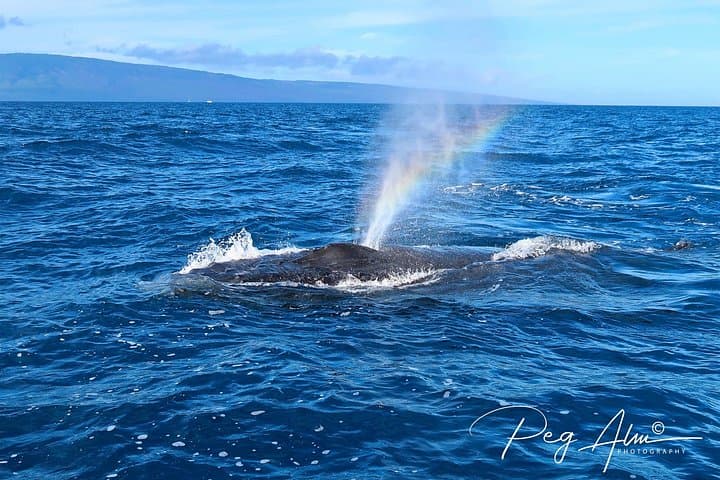 Private SUP Whale Watch in Makena: Paddleboard Humpback Tours Near Wailea photo 4