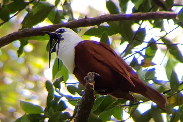 Monteverde Birdwatching Tour: Find Resplendent Quetzal & Cloud Forest Birds photo 5
