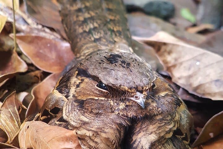 Monteverde Birdwatching Tour: Find Resplendent Quetzal & Cloud Forest Birds photo 6